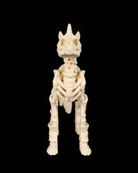 Articulated flexi skeleton horse front view